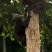 Black bear cubs by leonbuys83