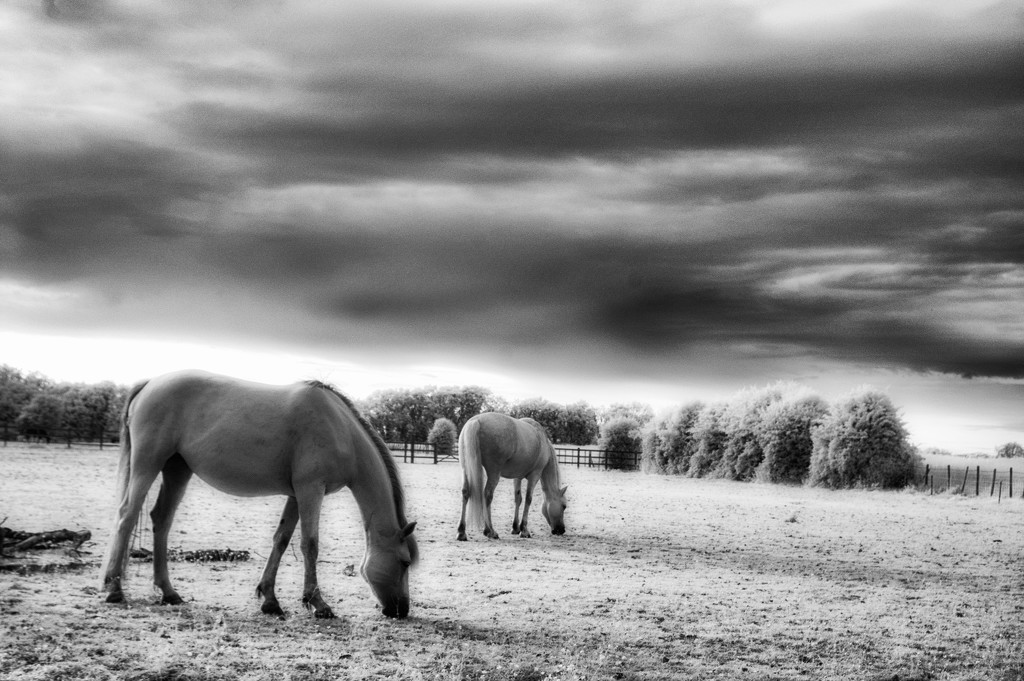 Grazing Horses by fbailey