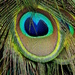 Eye. by gaf005