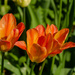 Three tulips by elisasaeter