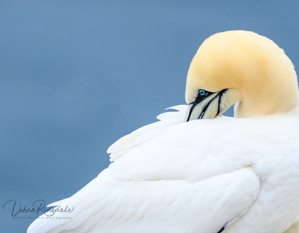 Gannet ~ Bay of St. Mary’s NFLD by dridsdale