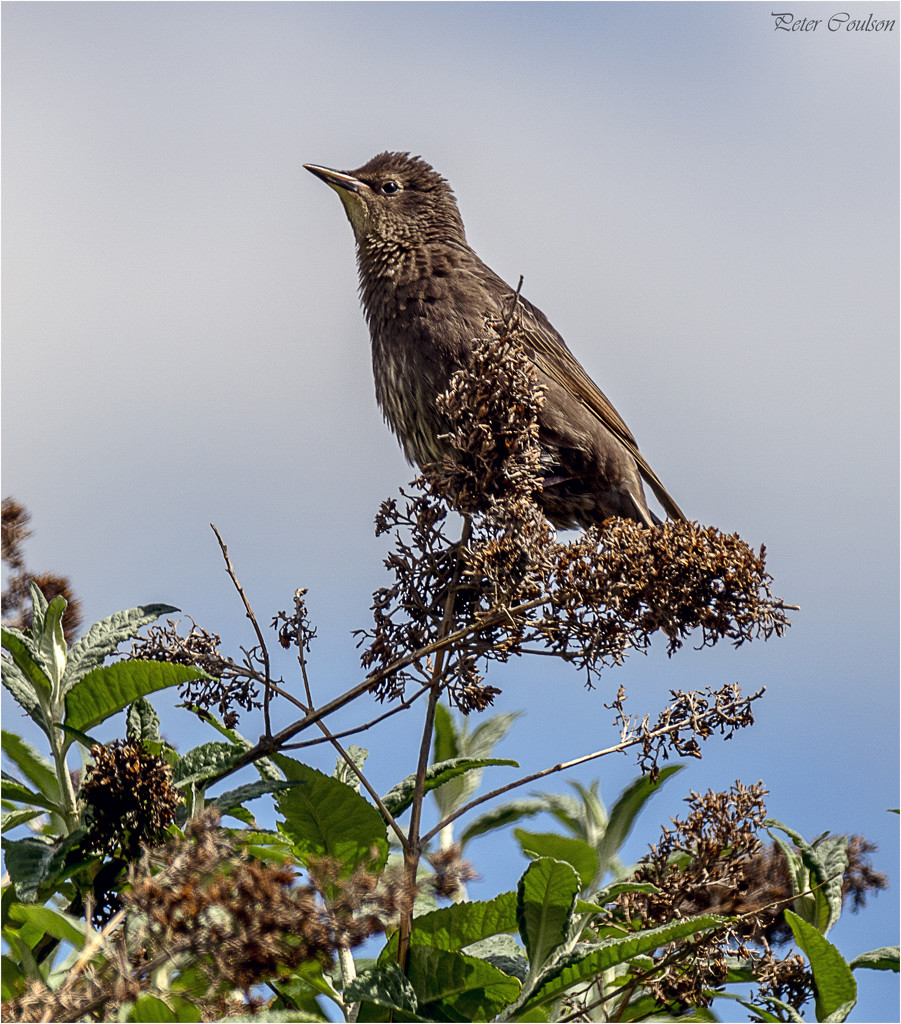 Young Starling by pcoulson
