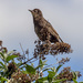 Young Starling by pcoulson