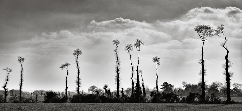 Skeleton Trees... by vignouse