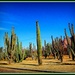 Cactus Garden by vernabeth
