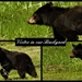 Bear Cub by radiogirl
