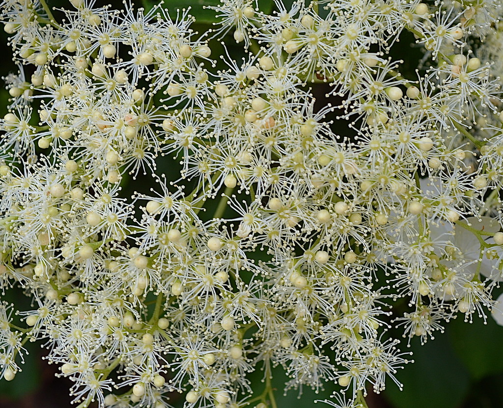 Climbing Hydrangea by redandwhite