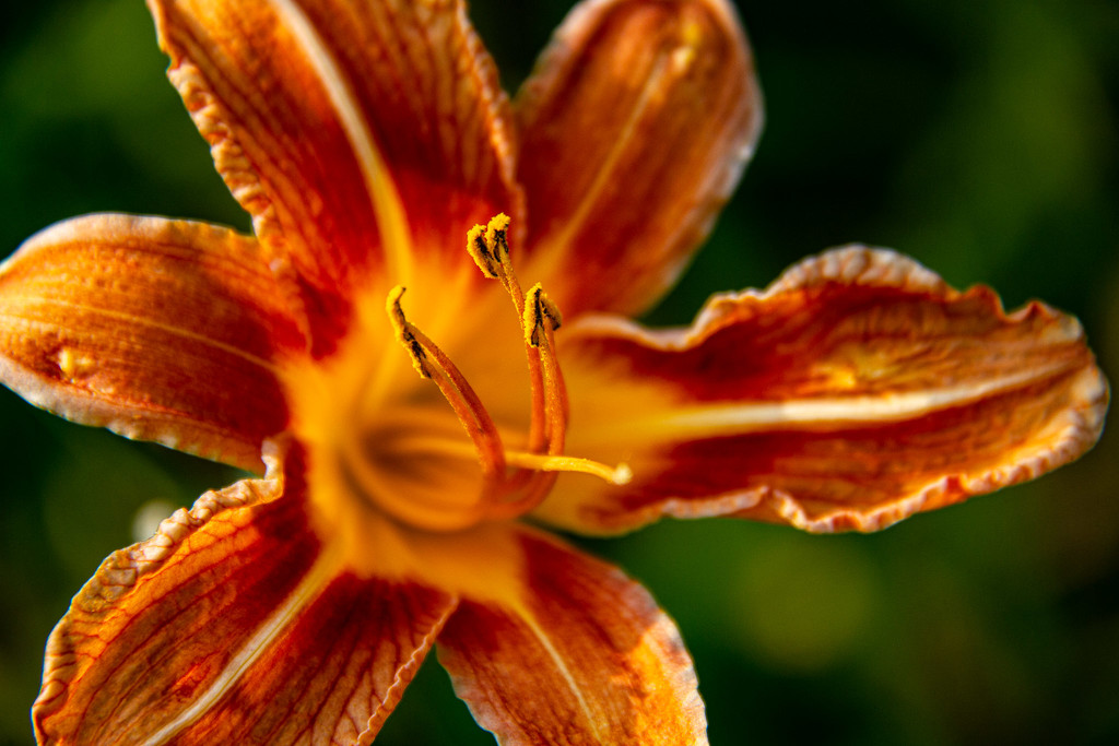 Daylily in evening by randystreat