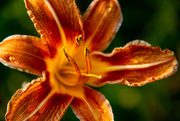 2nd Jun 2019 - Daylily in evening