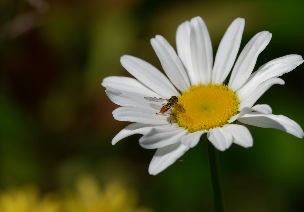 daisy with hoverfly by rminer