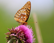 1st Jun 2019 - Great Spangled Fritillary