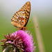 Great Spangled Fritillary by cjwhite