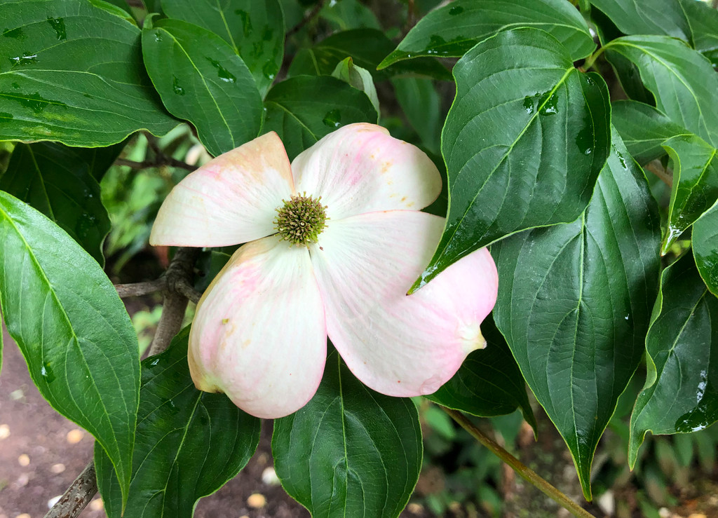 Dogwood by loweygrace