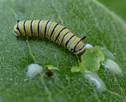 2nd Jun 2019 - Tiny Monarch Caterpillar