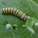Tiny Monarch Caterpillar by cjwhite