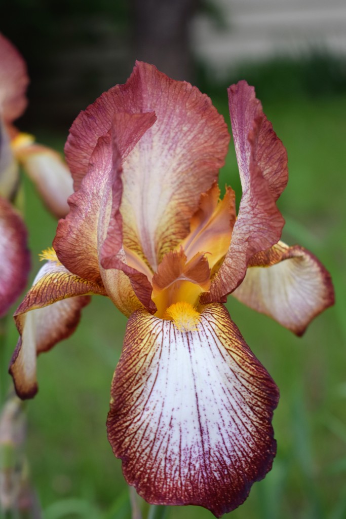 Rusty Iris by sandlily