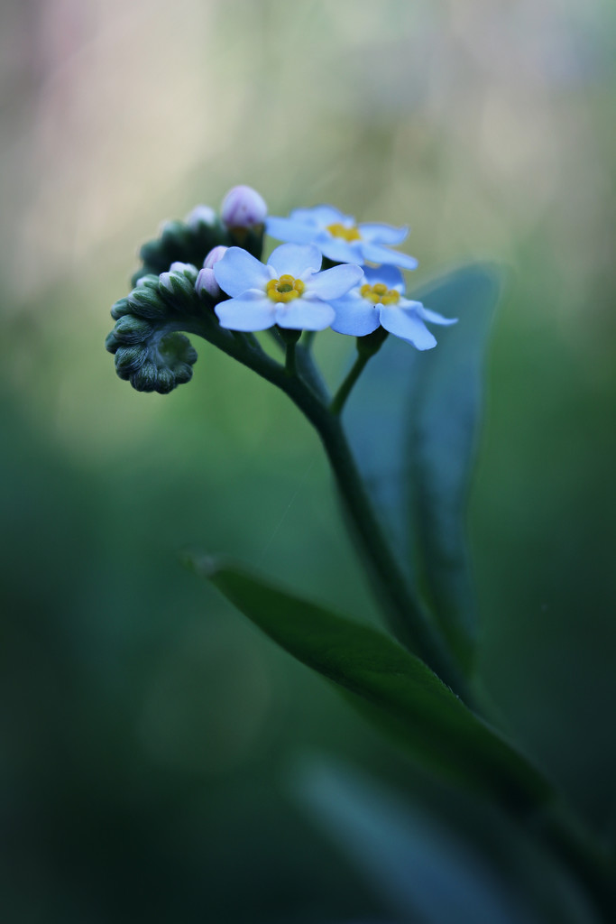I Know Where the Forget-Me-Not Blooms by juliedduncan