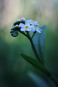 1st Jun 2019 - I Know Where the Forget-Me-Not Blooms
