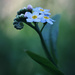 I Know Where the Forget-Me-Not Blooms by juliedduncan