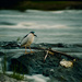 blue crown heron by adi314