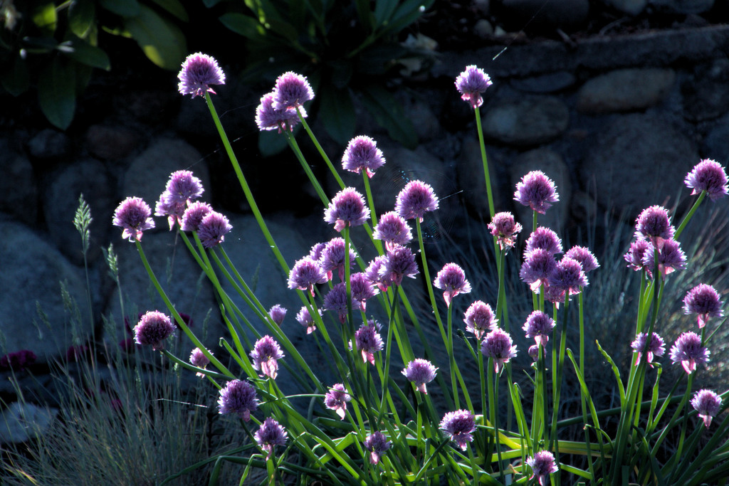 Chives 1 by gtoolman8