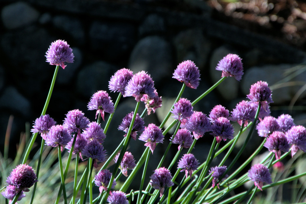 Chives 2 by gtoolman8