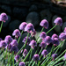 Chives 2 by gtoolman8