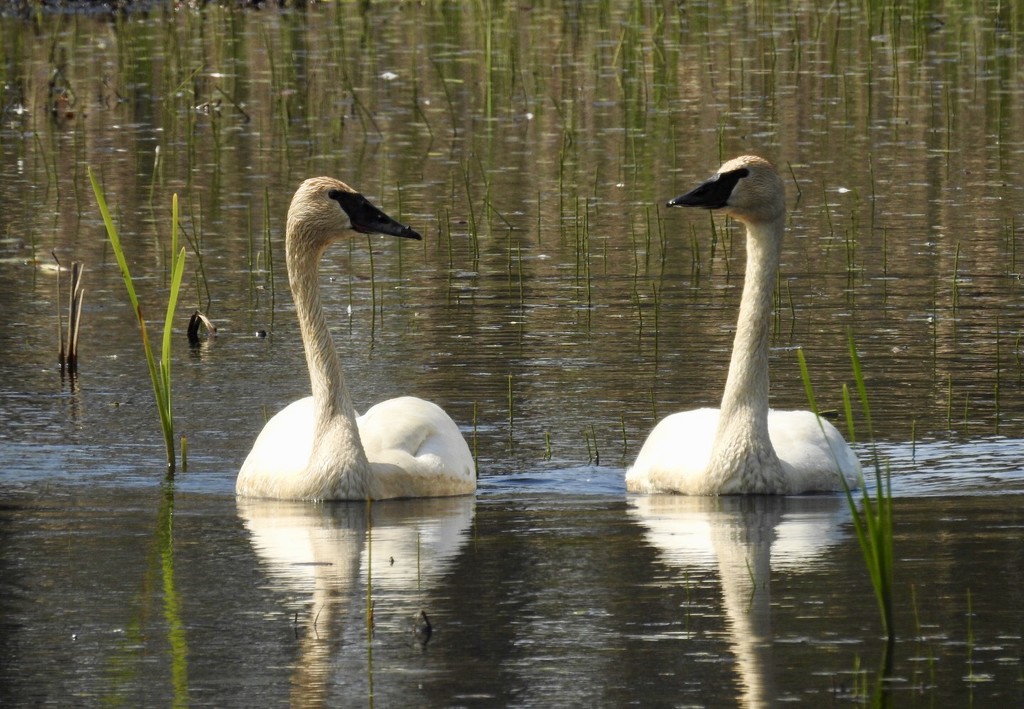 Trumpeter swans by amyk