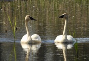 2nd Jun 2019 - Trumpeter swans