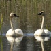 Trumpeter swans by amyk