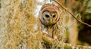 2nd Jun 2019 - Baby Barred Owl Wide Eyed!