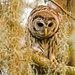 Baby Barred Owl Wide Eyed! by rickster549