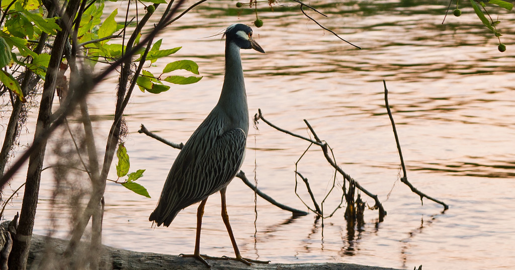 Yellow-Crowned Night Heron! by rickster549
