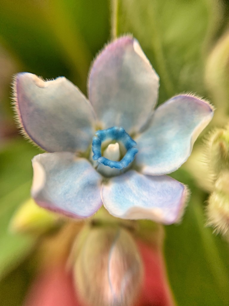 Macro flower by cocobella