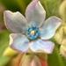 Macro flower by cocobella