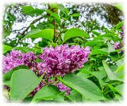 3rd Jun 2019 - Lilac Blossom