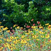 3rd Jun 2019 - The Brown Eyed Susans and Fire Wheels at the lake