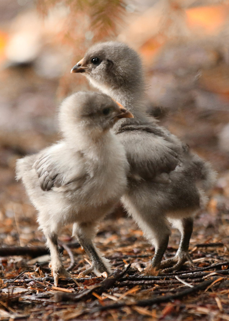 New Chicks by shepherdmanswife