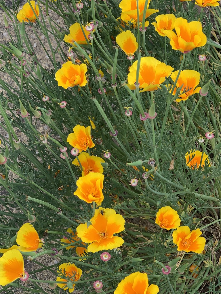 Californian Poppies by mattjcuk