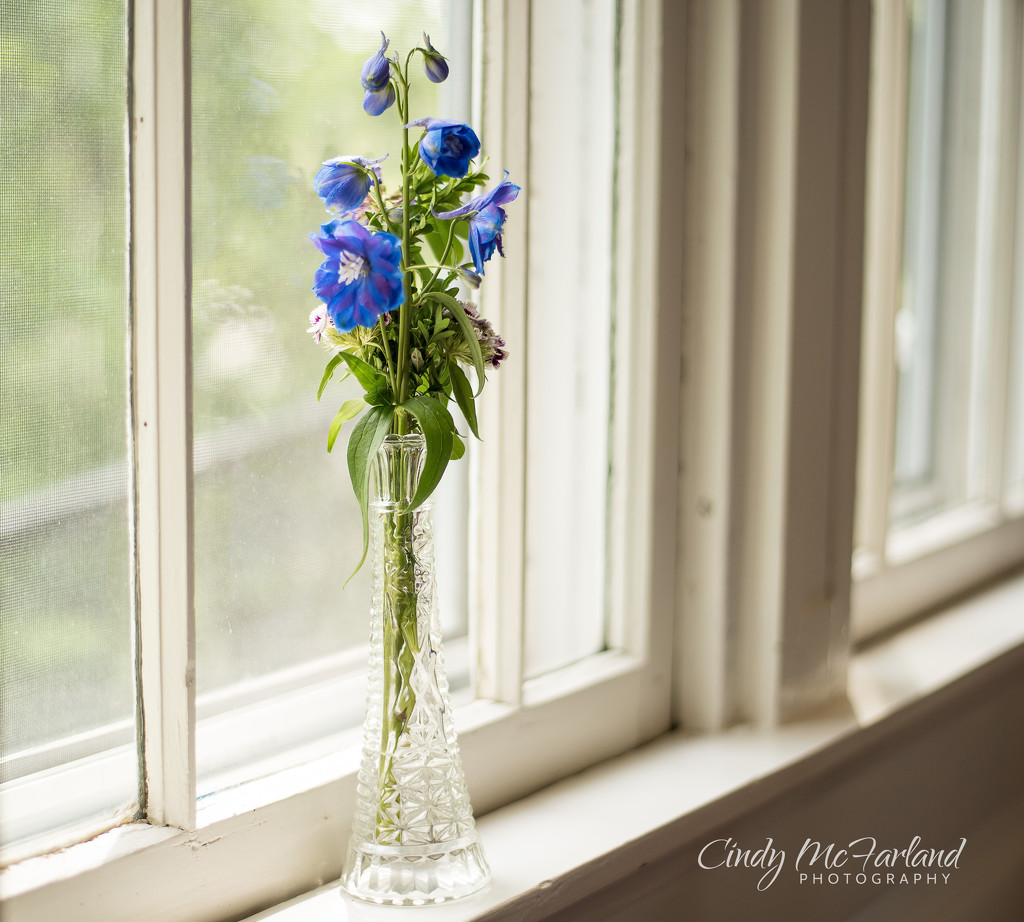 Blue Flowers on a Sunny Ledge by cindymc