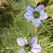  Love in a mist by 365anne