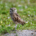 Burrowing owls by danette