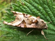 2nd Jun 2019 - Angle Shades moth 