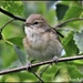 What a lovely little bird by rosiekind