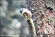 3rd Jun 2019 - Young nuthatch 