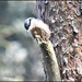 Young nuthatch  by rosiekind
