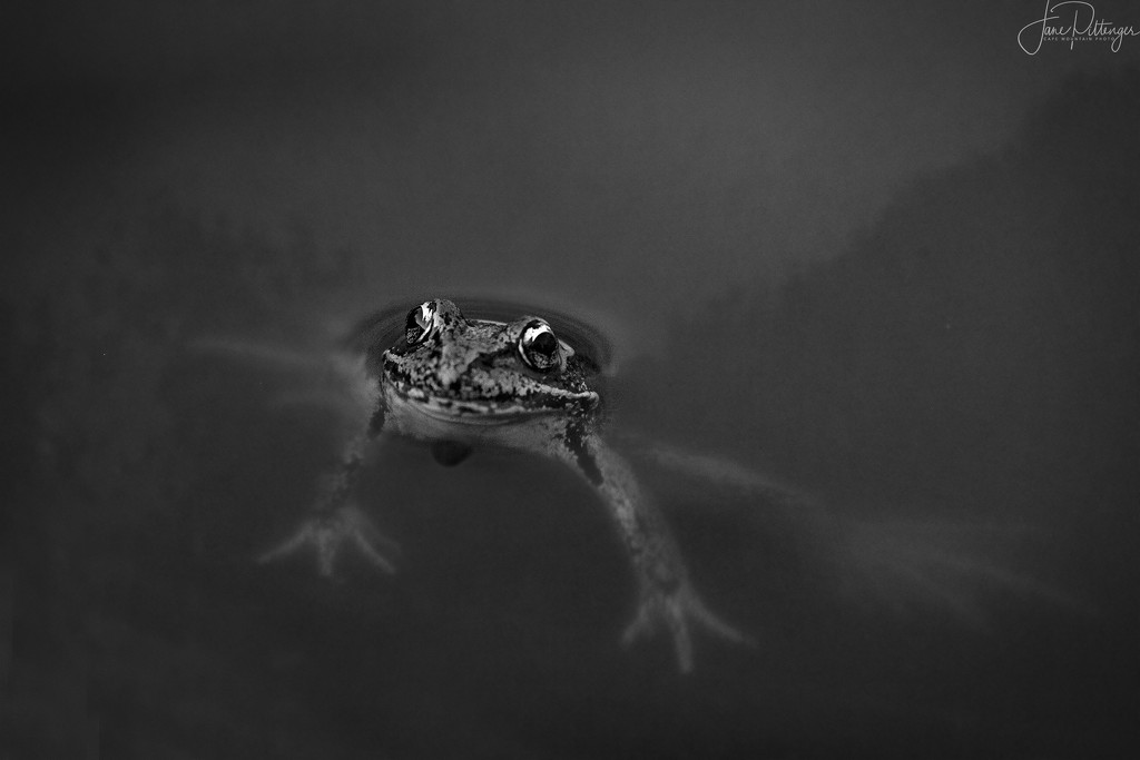Eerie Frog by jgpittenger
