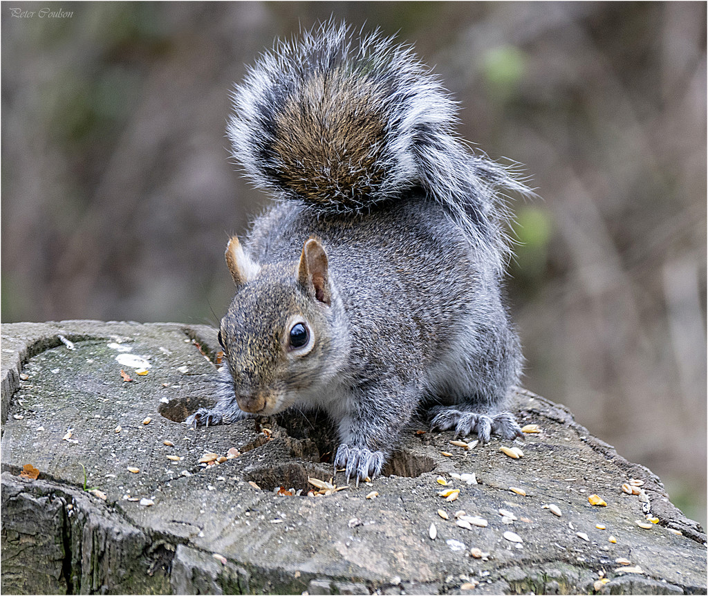 Cheeky Squirrel by pcoulson
