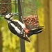 Mr Woodpecker by susiemc