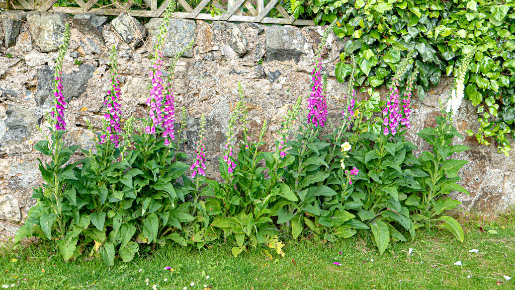 Foxgloves by frequentframes